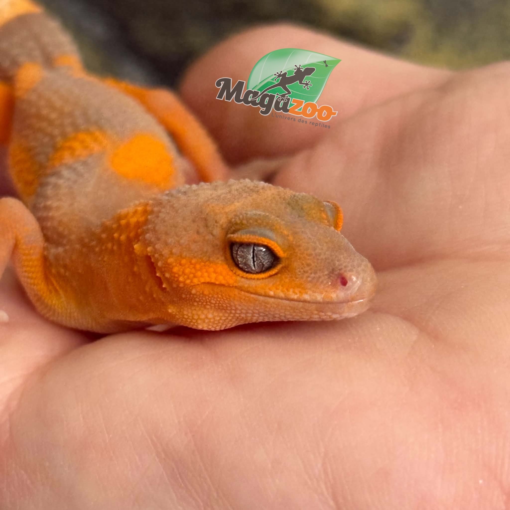 Magazoo Gecko léopard Lava Blacknight femelle 09/06/26  (EN COMMANDE SPÉCIAL)