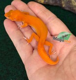 Magazoo Female Tremper Mandarin Blood Emerin 66% het éclipse Leopard gecko 07/27/26 (SPECIAL ORDER)