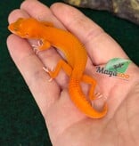 Magazoo Gecko léopard Tremper Mandarin Blood Emerin 66% het éclipse  femelle 27/07/26 (EN COMMANDE SPÉCIAL)