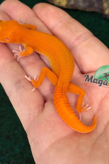 Magazoo Female Tremper Mandarin Blood Emerin 66% het éclipse Leopard gecko 07/27/26 (SPECIAL ORDER)
