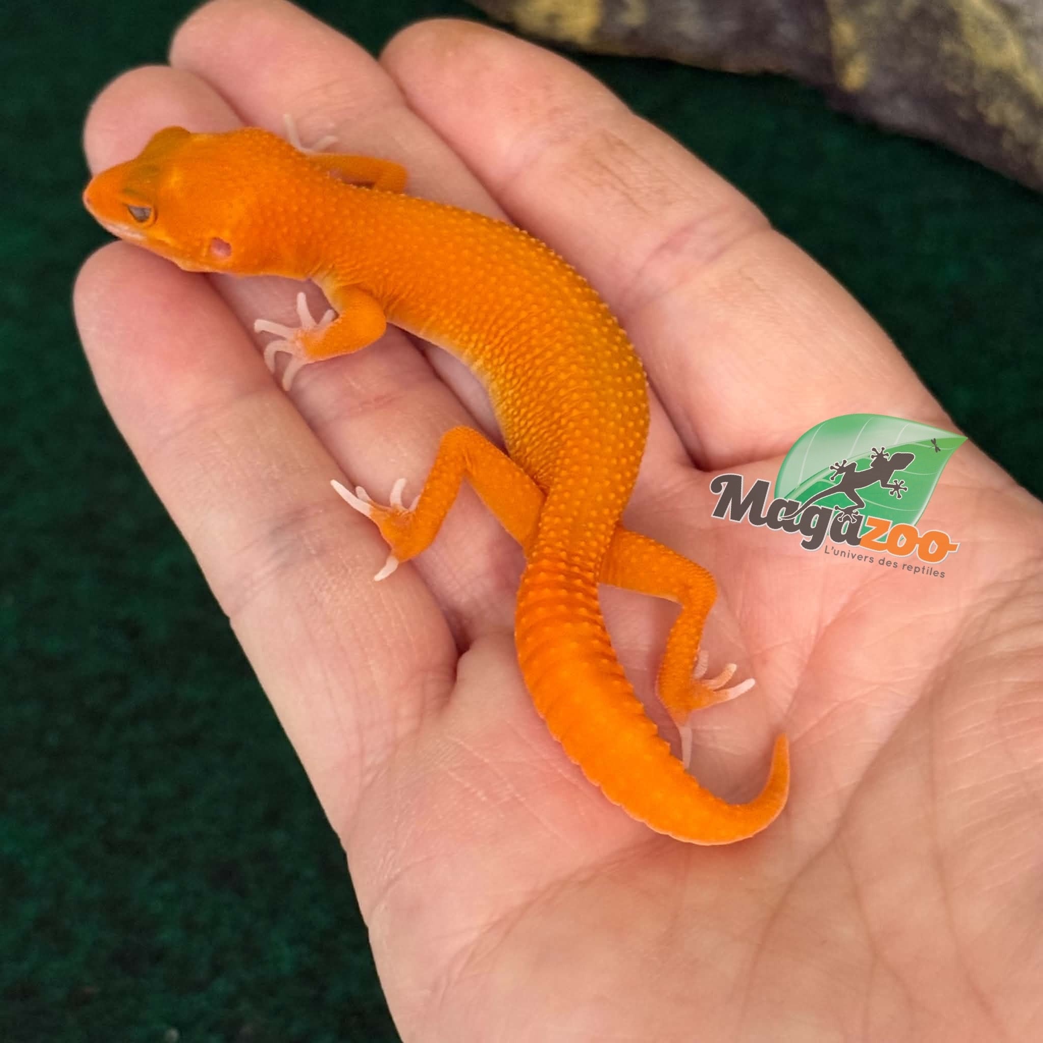 Magazoo Gecko léopard Tremper Mandarin Blood Emerin 66% het éclipse  femelle 27/07/26 (EN COMMANDE SPÉCIAL)
