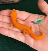 Magazoo Gecko léopard Tremper Mandarin Blood Emerin 66% het éclipse  femelle 27/07/26 (EN COMMANDE SPÉCIAL)