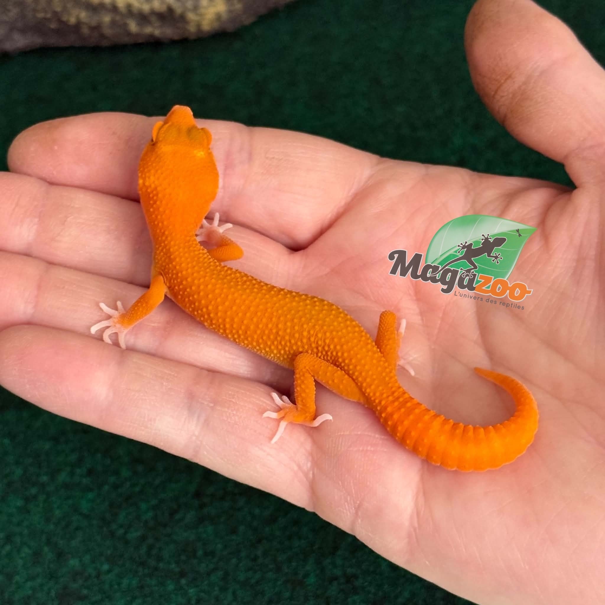 Magazoo Gecko léopard Tremper Mandarin Blood Emerin 66% het éclipse  femelle 27/07/26 (EN COMMANDE SPÉCIAL)