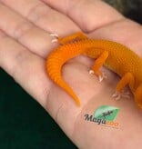 Magazoo Gecko léopard Tremper Mandarin Blood Emerin 66% het éclipse  femelle 27/07/26 (EN COMMANDE SPÉCIAL)