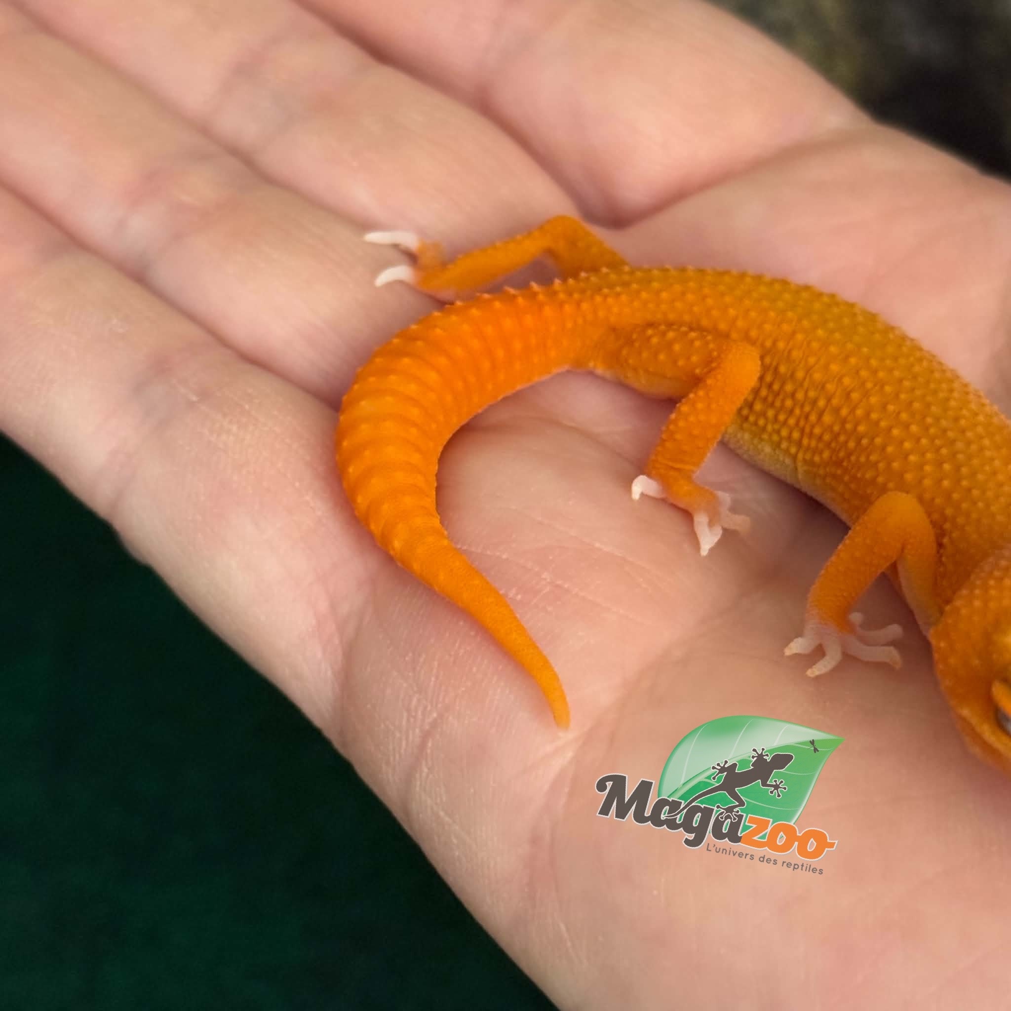 Magazoo Female Tremper Mandarin Blood Emerin 66% het éclipse Leopard gecko 07/27/26 (SPECIAL ORDER)