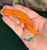 Magazoo Gecko léopard Tremper Mandarin Blood Emerin 66% het éclipse  femelle 27/07/26 (EN COMMANDE SPÉCIAL)