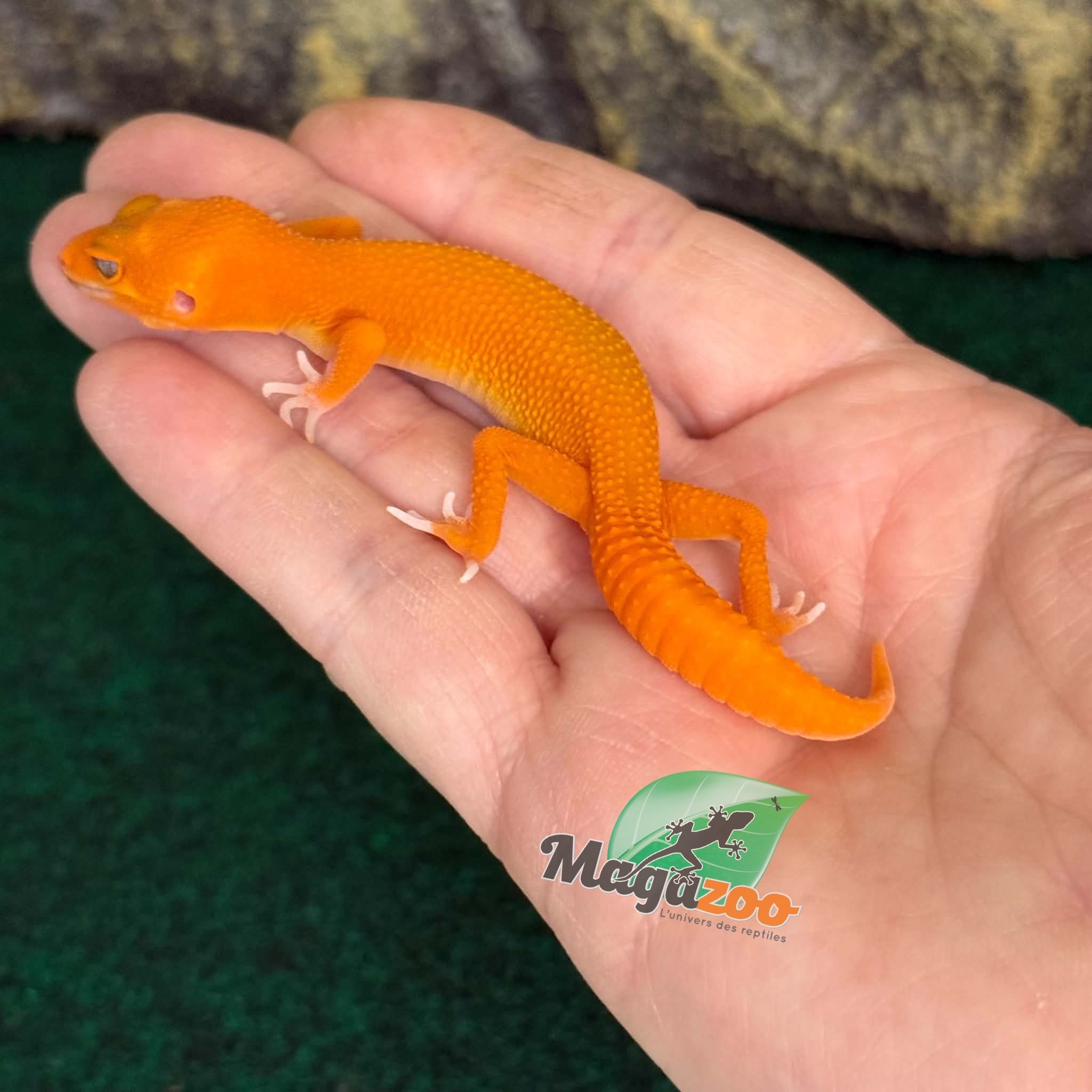 Magazoo Female Tremper Mandarin Blood Emerin 66% het éclipse Leopard gecko 07/27/26 (SPECIAL ORDER)