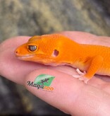 Magazoo Female Tremper Mandarin Blood Emerin 66% het éclipse Leopard gecko 07/27/26 (SPECIAL ORDER)