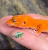 Magazoo Gecko léopard Tremper Mandarin Blood Emerin 66% het éclipse  femelle 27/07/26 (EN COMMANDE SPÉCIAL)