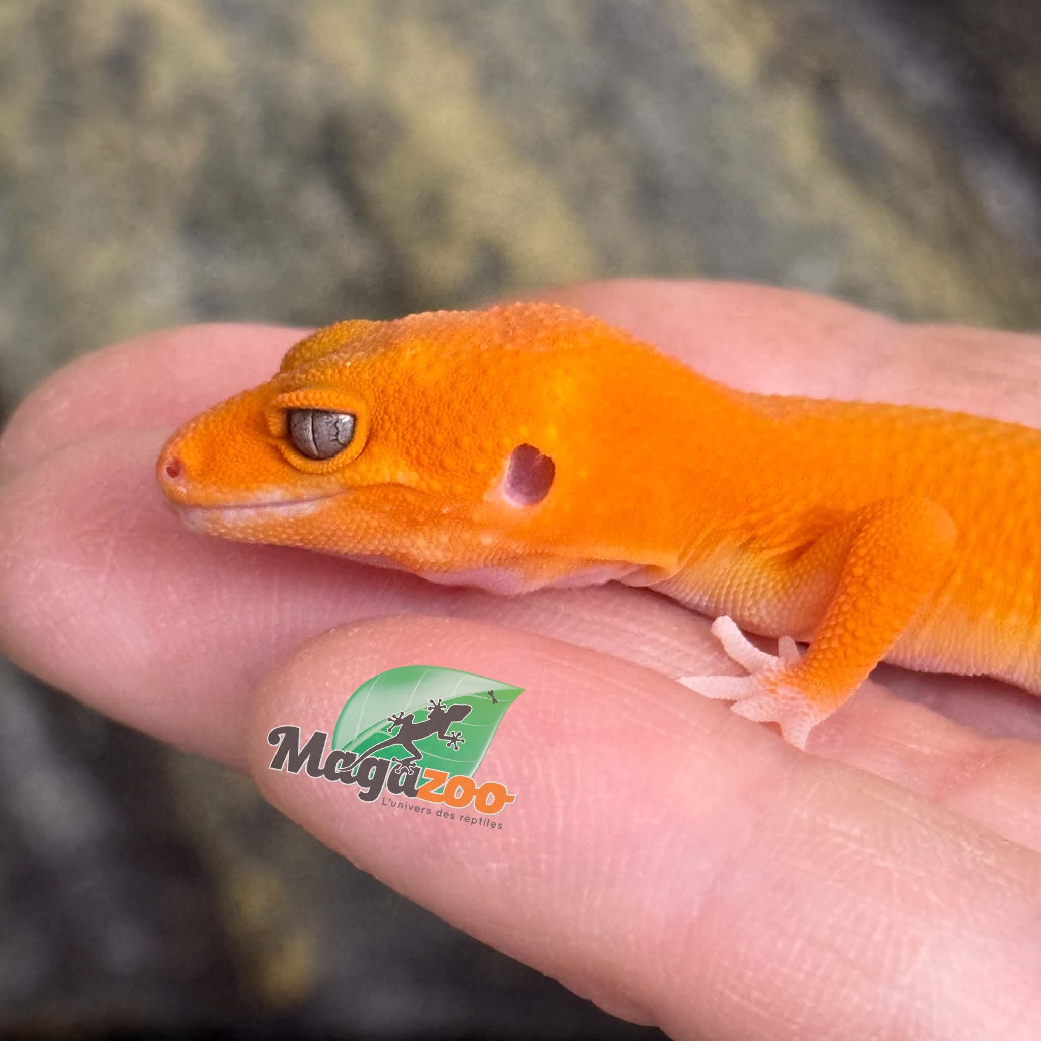 Magazoo Female Tremper Mandarin Blood Emerin 66% het éclipse Leopard gecko 07/27/26 (SPECIAL ORDER)