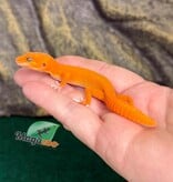 Magazoo Gecko léopard Tremper Mandarin Blood Emerin 66% het éclipse  femelle 27/07/26 (EN COMMANDE SPÉCIAL)