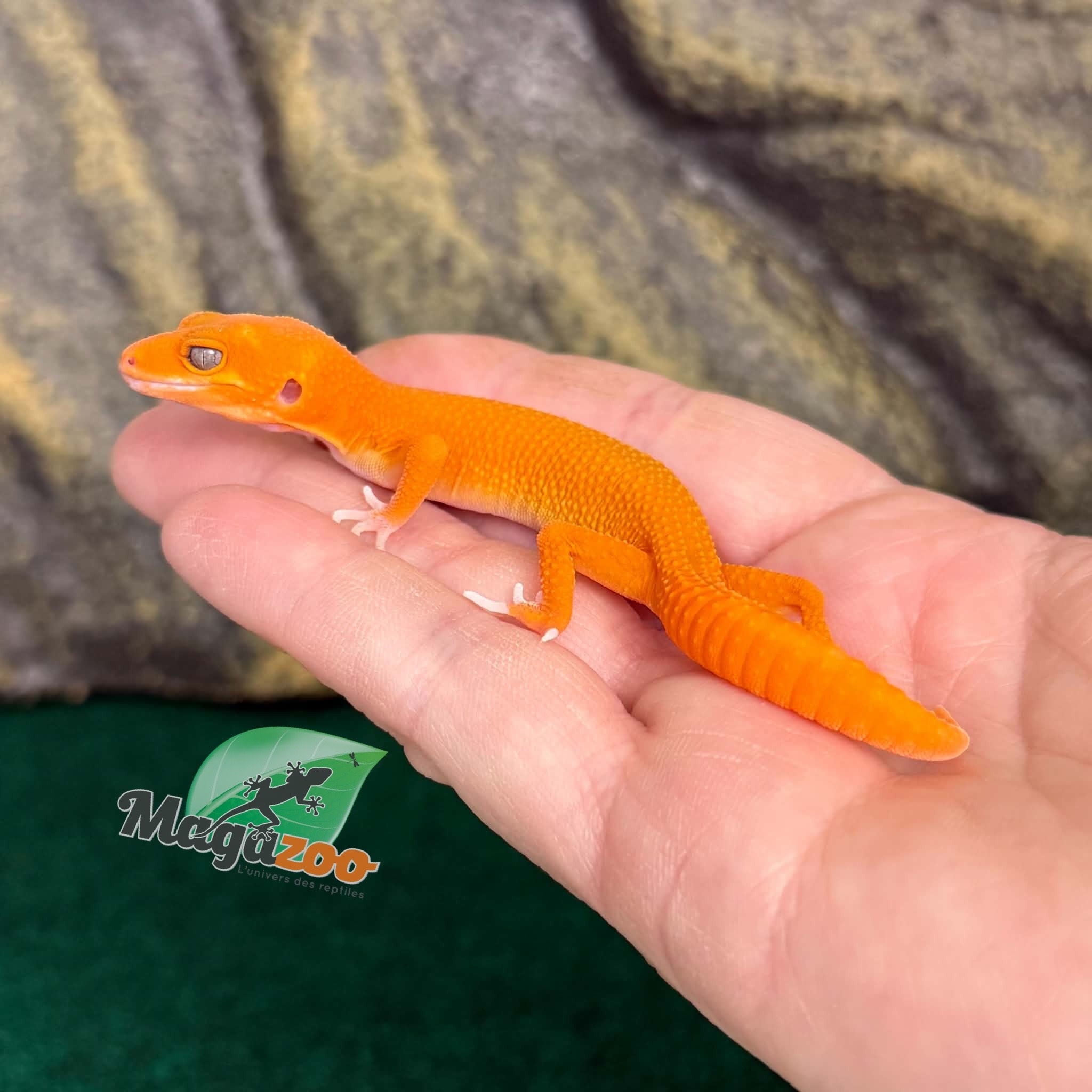 Magazoo Female Tremper Mandarin Blood Emerin 66% het éclipse Leopard gecko 07/27/26 (SPECIAL ORDER)