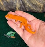 Magazoo Gecko léopard Tremper Mandarin Blood Emerin 66% het éclipse  femelle 27/07/26 (EN COMMANDE SPÉCIAL)
