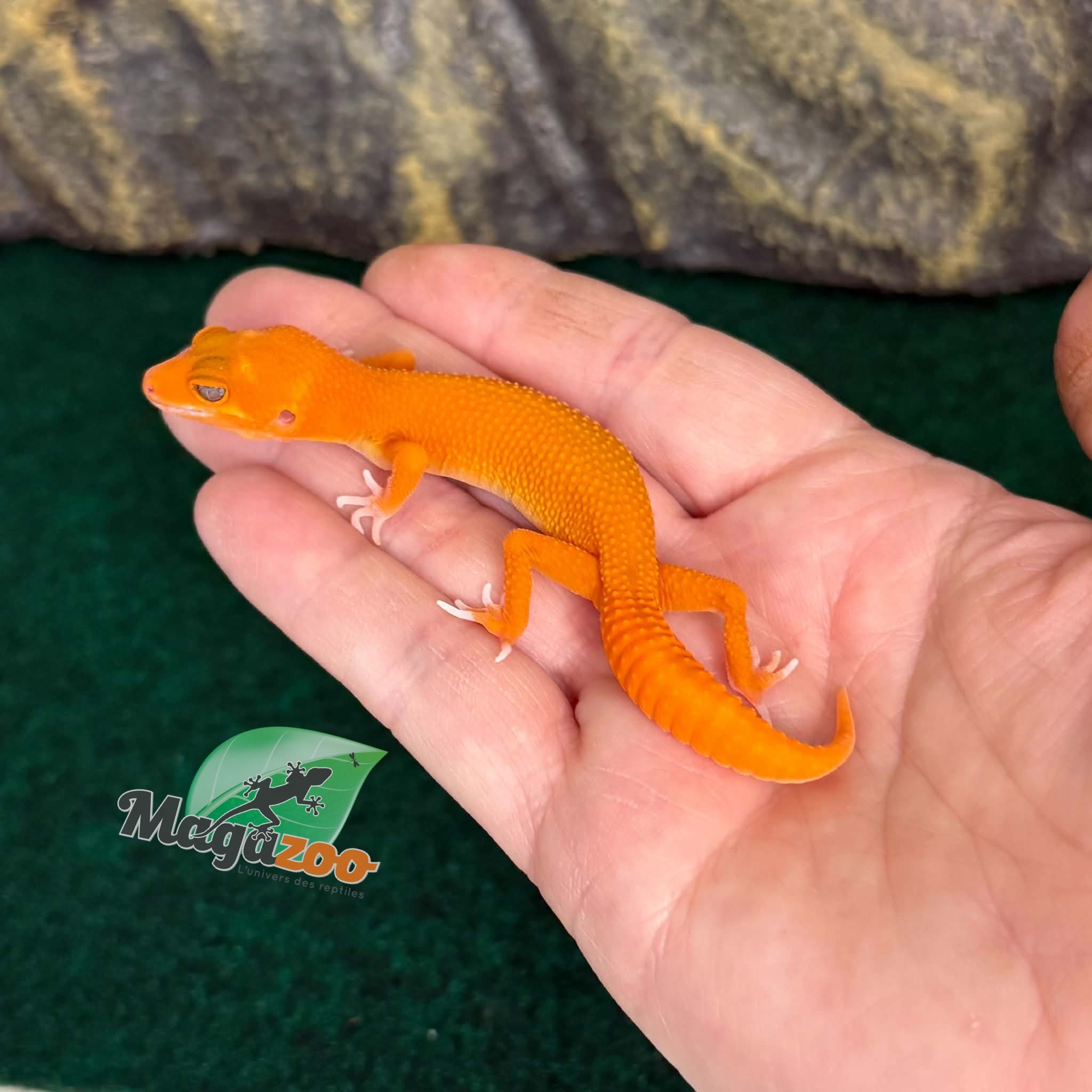 Magazoo Female Tremper Mandarin Blood Emerin 66% het éclipse Leopard gecko 07/27/26 (SPECIAL ORDER)