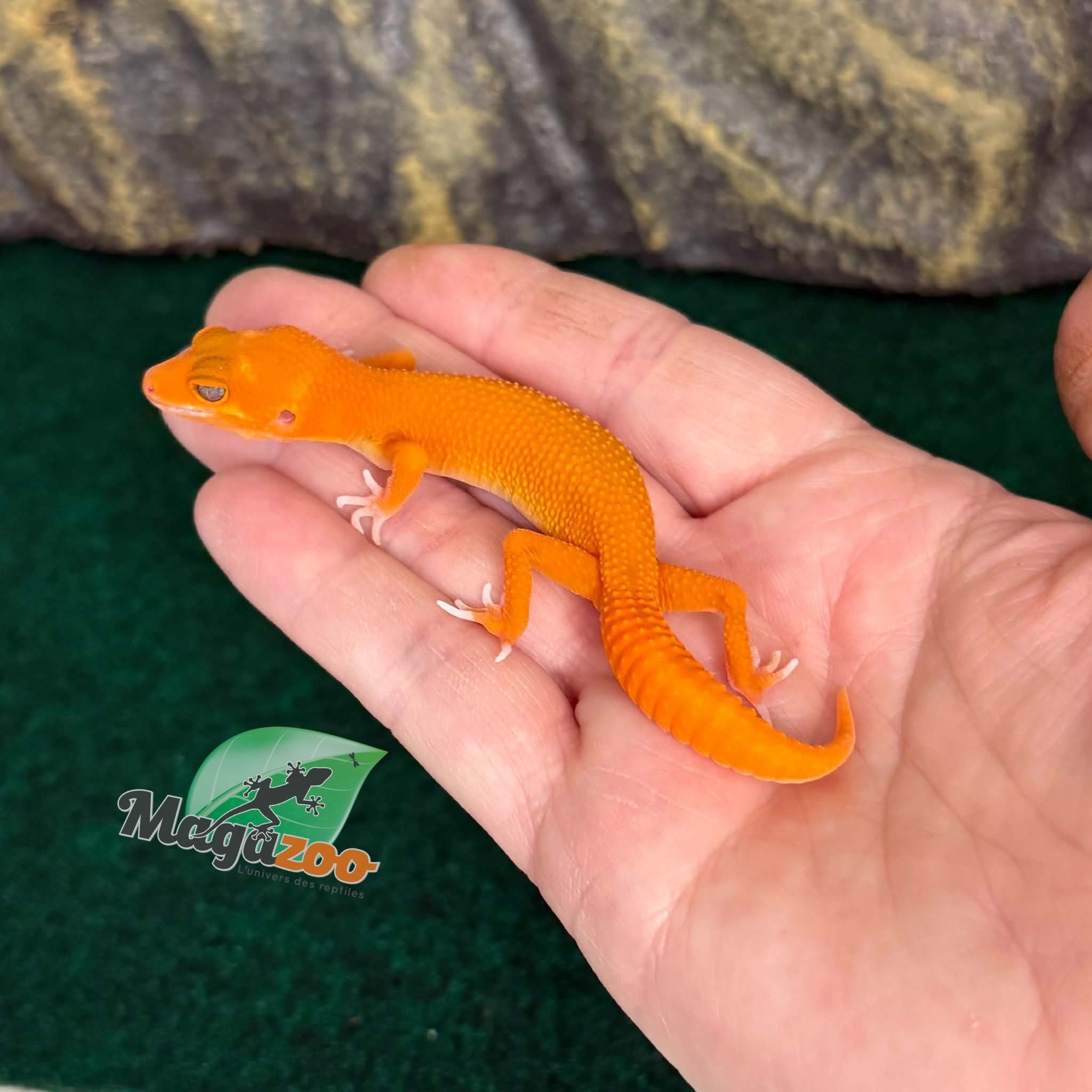 Magazoo Gecko léopard Tremper Mandarin Blood Emerin 66% het éclipse  femelle 27/07/26 (EN COMMANDE SPÉCIAL)