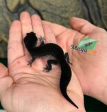 Magazoo Female Blacknight Leopard gecko 29/05/26  (SPECIAL ORDER)
