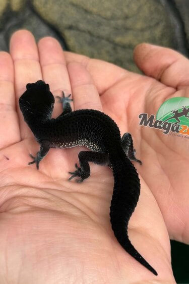 Magazoo Female Blacknight Leopard gecko 29/05/26  (SPECIAL ORDER)