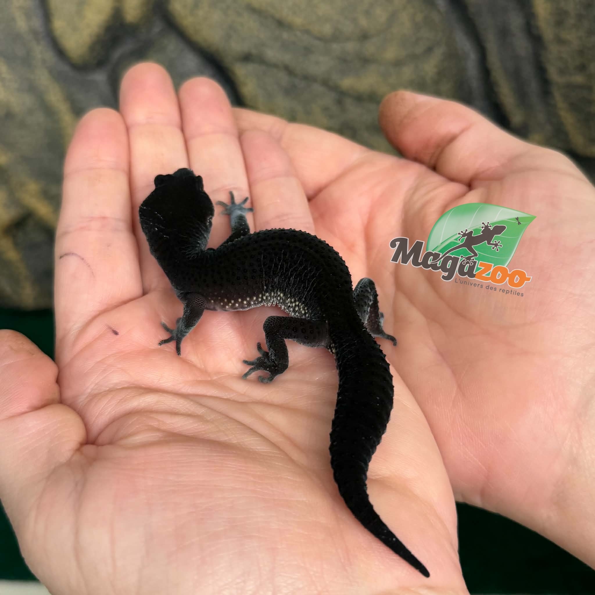 Magazoo Female Blacknight Leopard gecko 29/05/26  (SPECIAL ORDER)