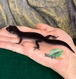 Magazoo Gecko léopard Blacknight femelle 29/05/26  (EN COMMANDE SPÉCIAL)