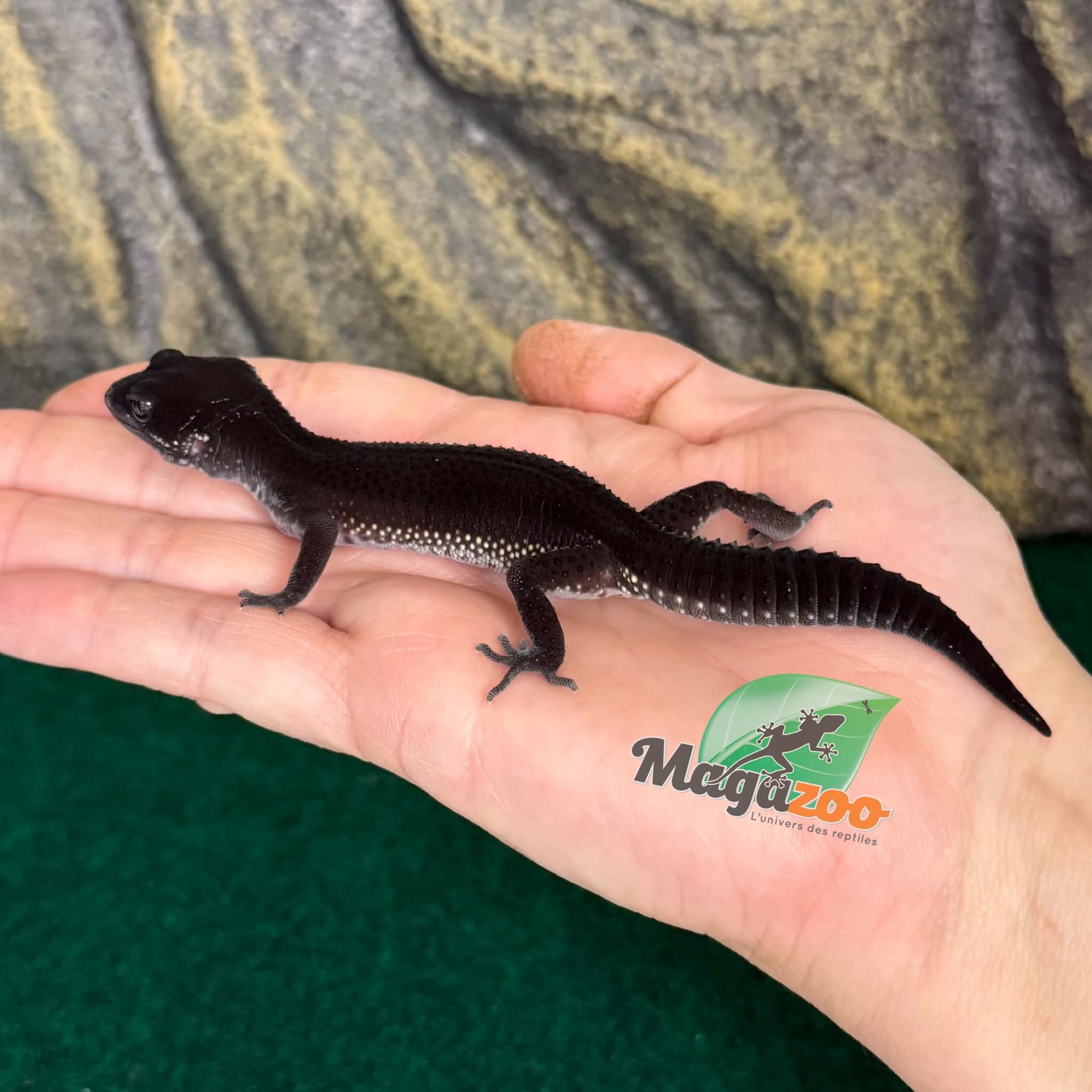 Magazoo Female Blacknight Leopard gecko 29/05/26  (SPECIAL ORDER)