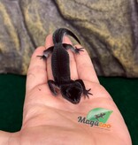 Magazoo Female Blacknight Leopard gecko 29/05/26  (SPECIAL ORDER)