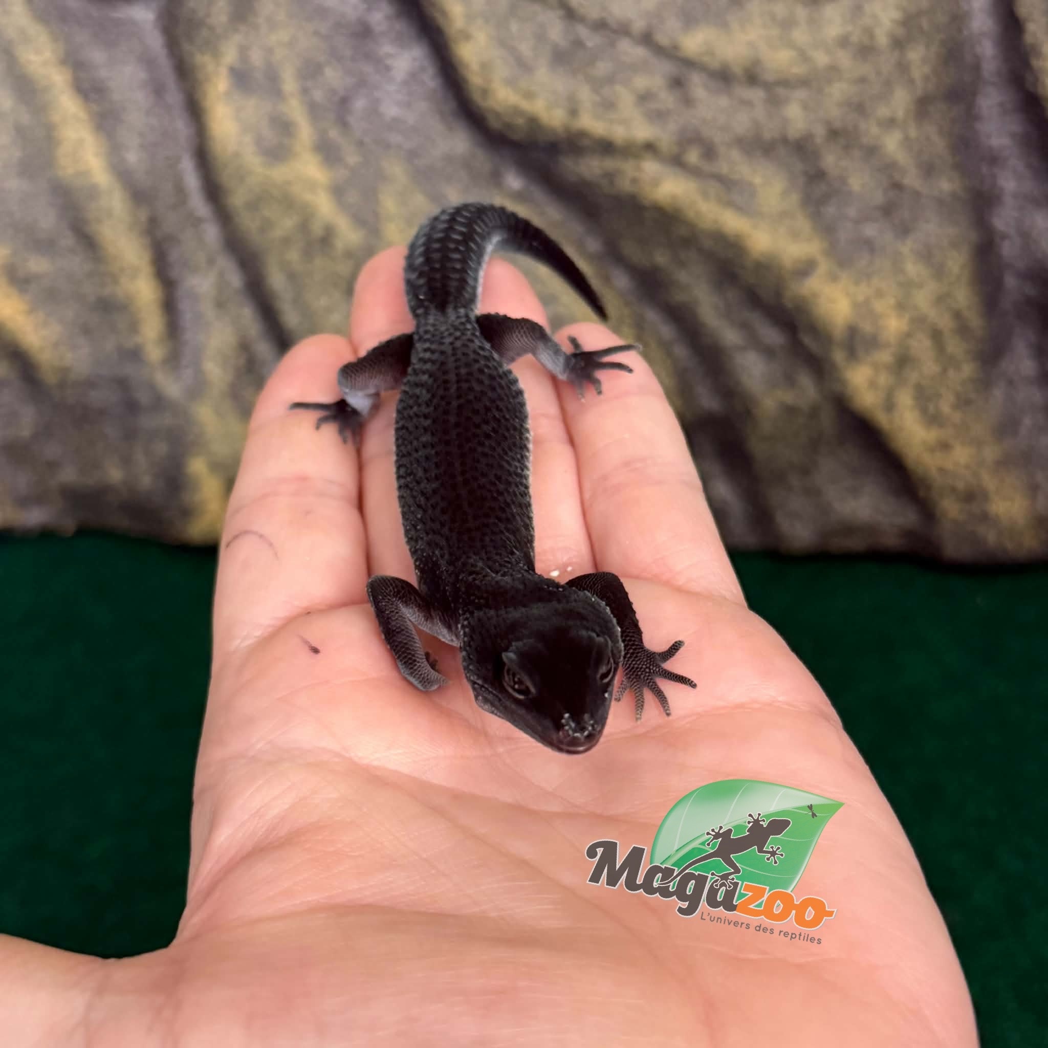 Magazoo Female Blacknight Leopard gecko 29/05/26  (SPECIAL ORDER)