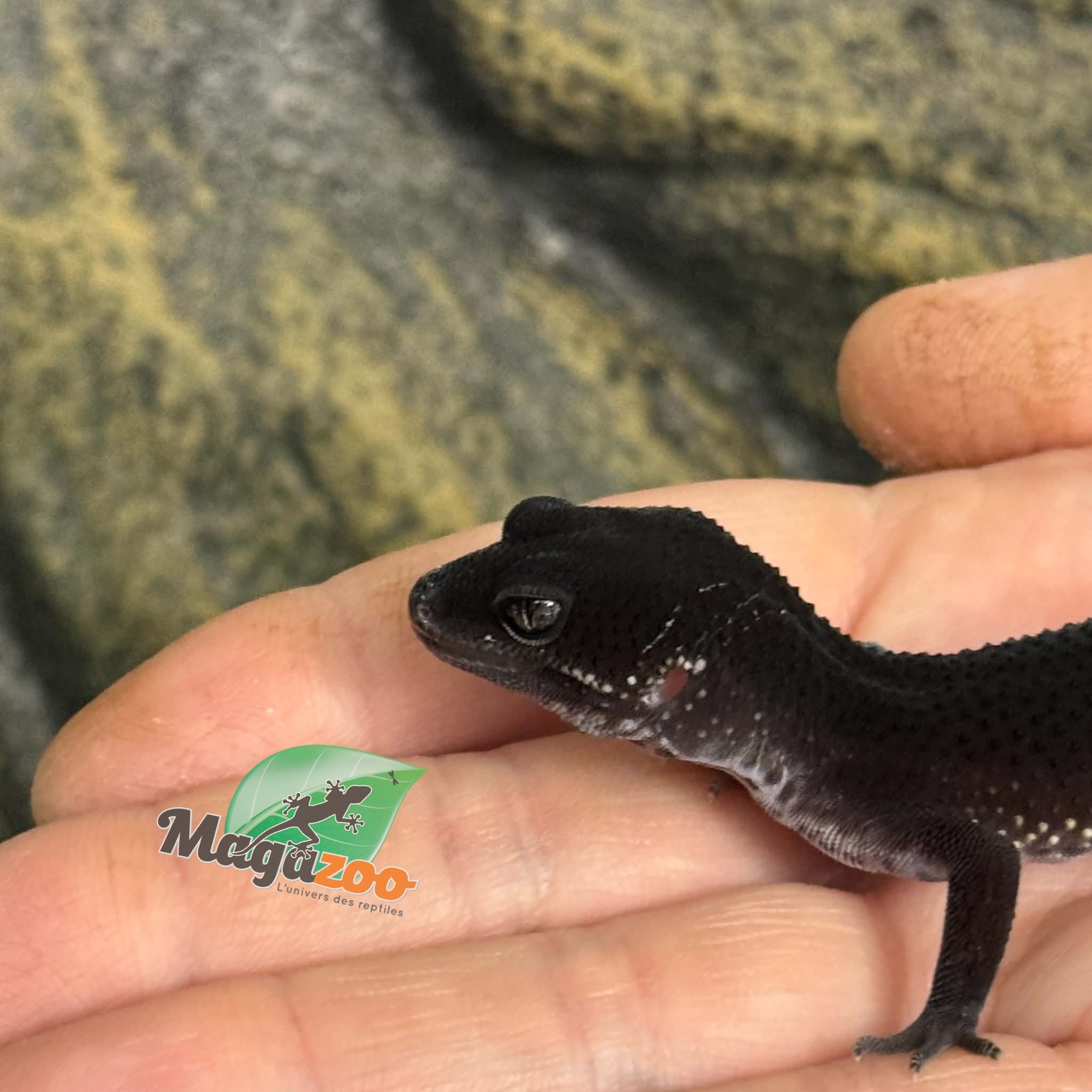 Magazoo Female Blacknight Leopard gecko 29/05/26  (SPECIAL ORDER)