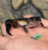 Magazoo Female Mandarin Blacknight Leopard Gecko 03/23/26 (SPECIAL ORDER)