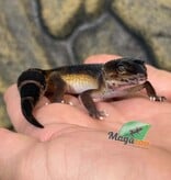 Magazoo Gecko léopard Mandarin Blacknight femelle 23/03/26  (EN COMMANDE SPÉCIAL)