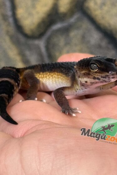 Magazoo Female Mandarin Blacknight Leopard Gecko 03/23/26 (SPECIAL ORDER)