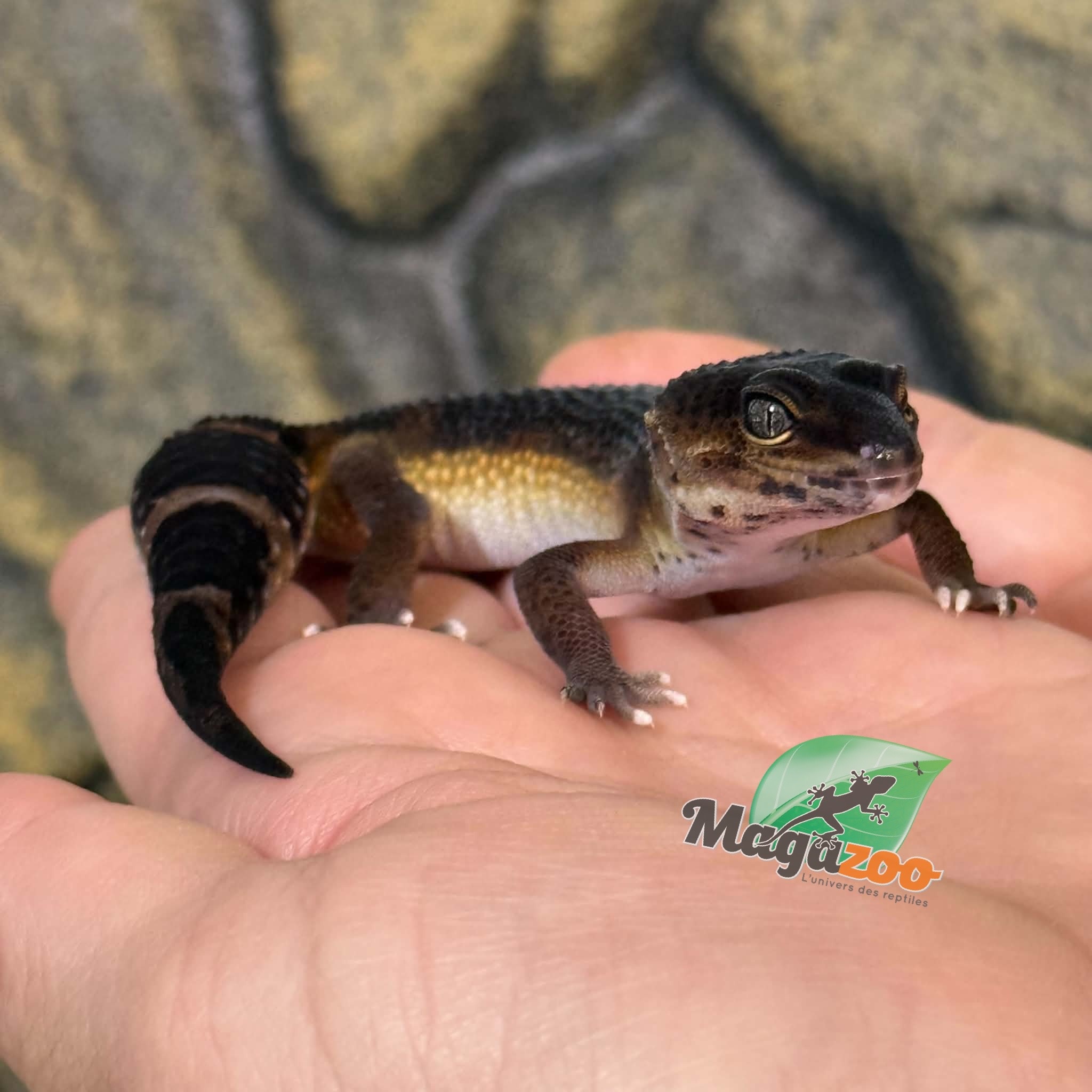 Magazoo Female Mandarin Blacknight Leopard Gecko 03/23/26 (SPECIAL ORDER)