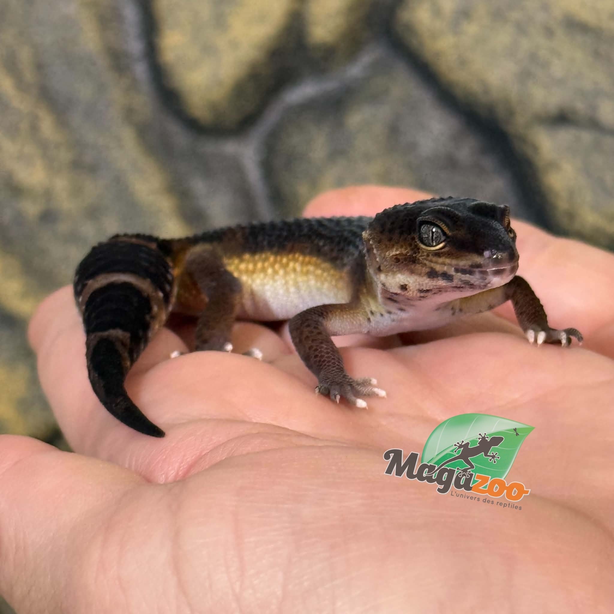 Magazoo Gecko léopard Mandarin Blacknight femelle 23/03/26  (EN COMMANDE SPÉCIAL)