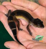 Magazoo Female Mandarin Blacknight Leopard Gecko 03/23/26 (SPECIAL ORDER)