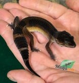 Magazoo Gecko léopard Mandarin Blacknight femelle 23/03/26  (EN COMMANDE SPÉCIAL)