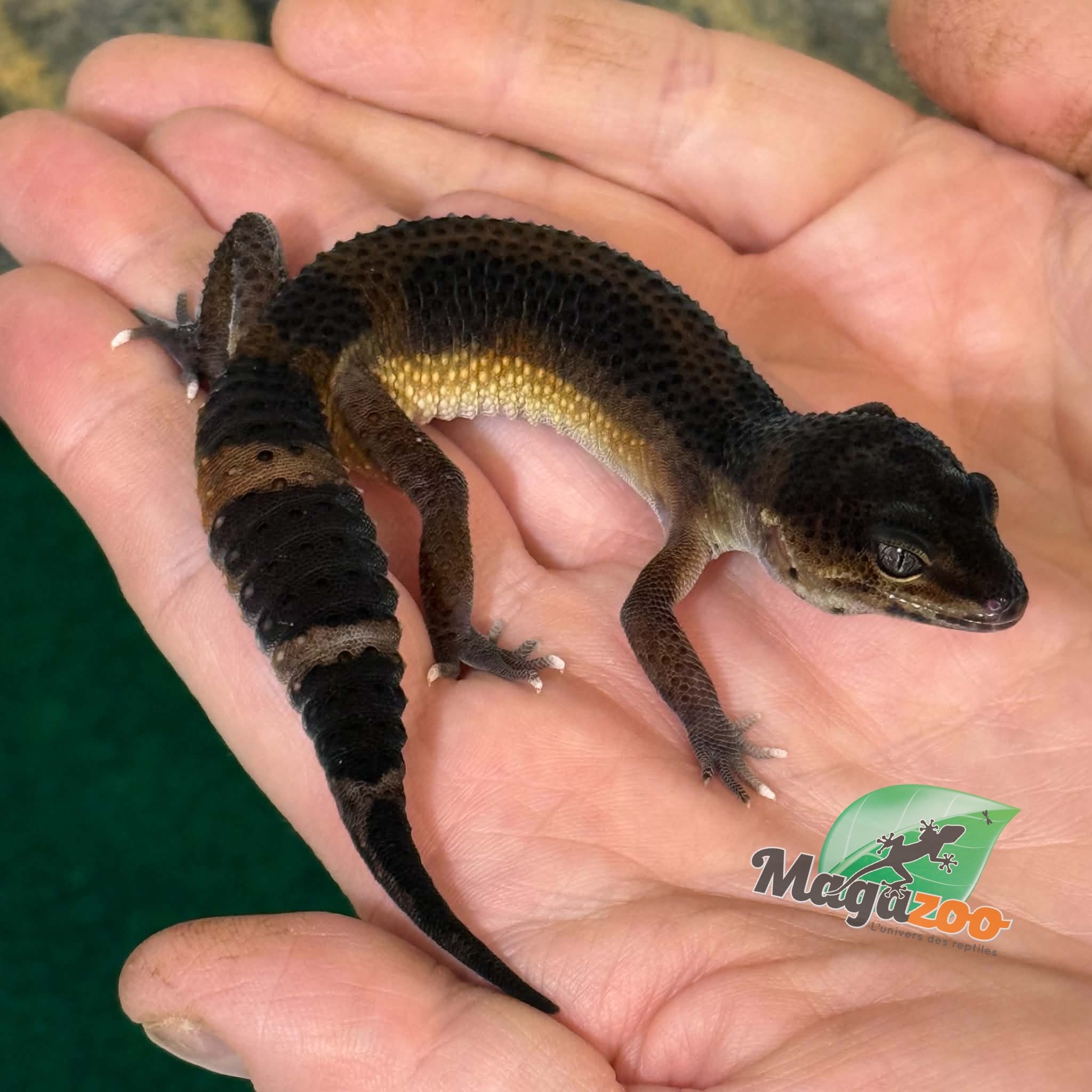 Magazoo Gecko léopard Mandarin Blacknight femelle 23/03/26  (EN COMMANDE SPÉCIAL)