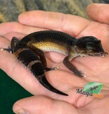 Magazoo Female Mandarin Blacknight Leopard Gecko 03/23/26 (SPECIAL ORDER)