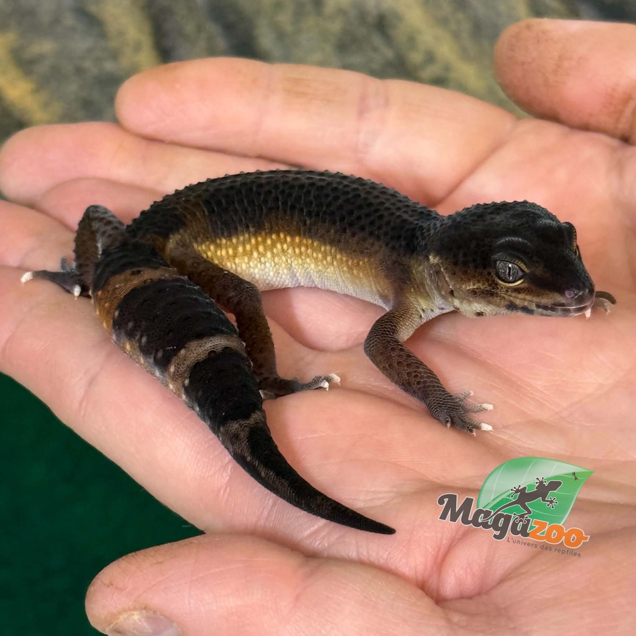 Magazoo Gecko léopard Mandarin Blacknight femelle 23/03/26  (EN COMMANDE SPÉCIAL)