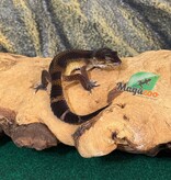 Magazoo Female Mandarin Blacknight Leopard Gecko 03/23/26 (SPECIAL ORDER)