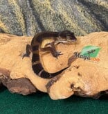 Magazoo Gecko léopard Mandarin Blacknight femelle 23/03/26  (EN COMMANDE SPÉCIAL)