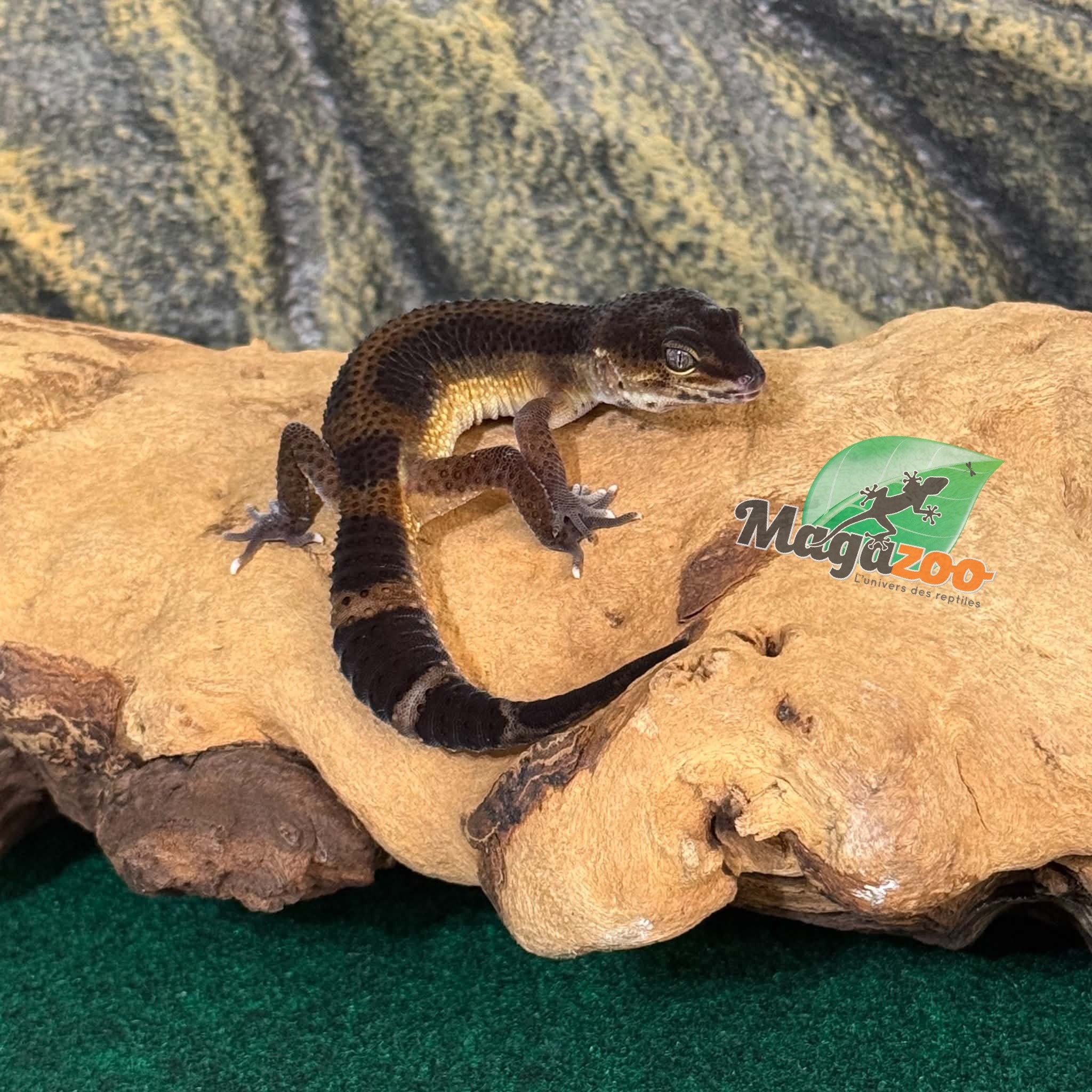 Magazoo Female Mandarin Blacknight Leopard Gecko 03/23/26 (SPECIAL ORDER)