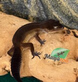 Magazoo Female Black Pearl Leopard Gecko 04/05/25 (SPECIAL ORDER)