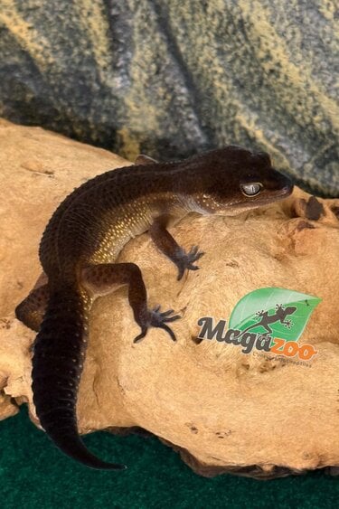 Magazoo Female Black Pearl Leopard Gecko 04/05/25 (SPECIAL ORDER)