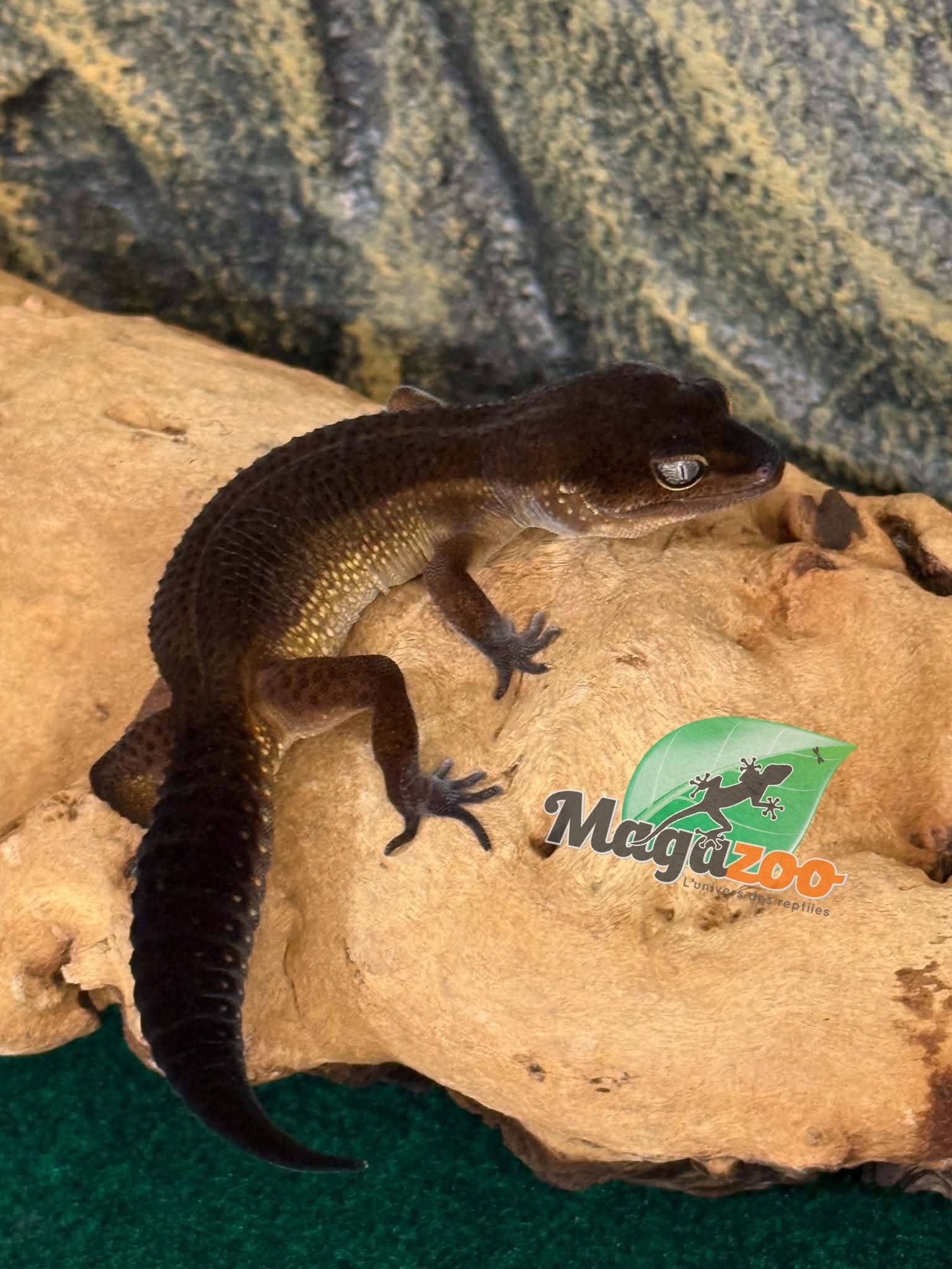 Magazoo Female Black Pearl Leopard Gecko 04/05/25 (SPECIAL ORDER)