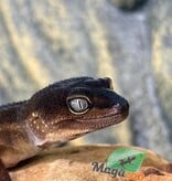 Magazoo Gecko léopard Black Pearl femelle 04/05/25  (EN COMMANDE SPÉCIAL)