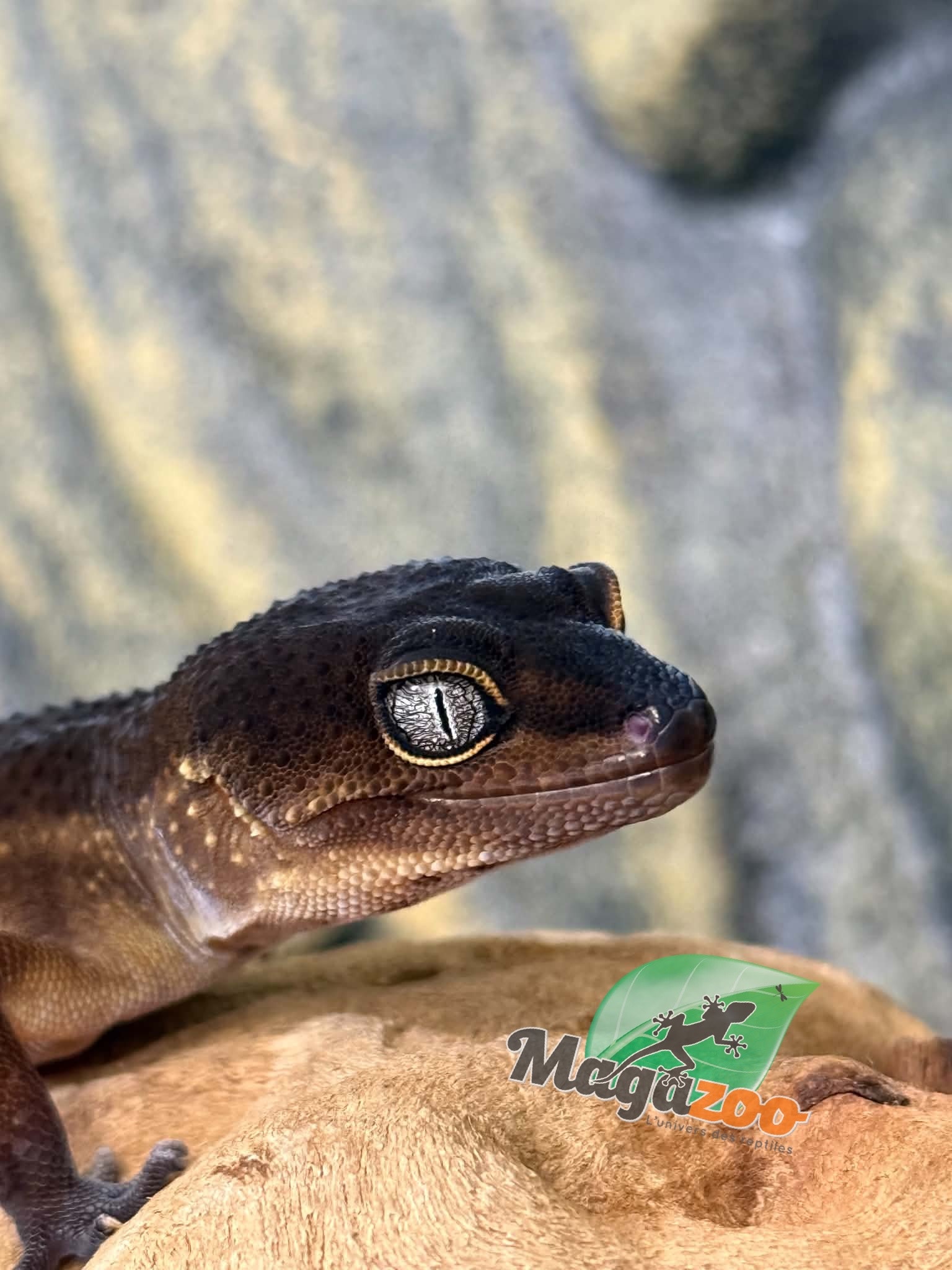 Magazoo Female Black Pearl Leopard Gecko 04/05/25 (SPECIAL ORDER)