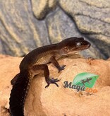 Magazoo Female Black Pearl Leopard Gecko 04/05/25 (SPECIAL ORDER)