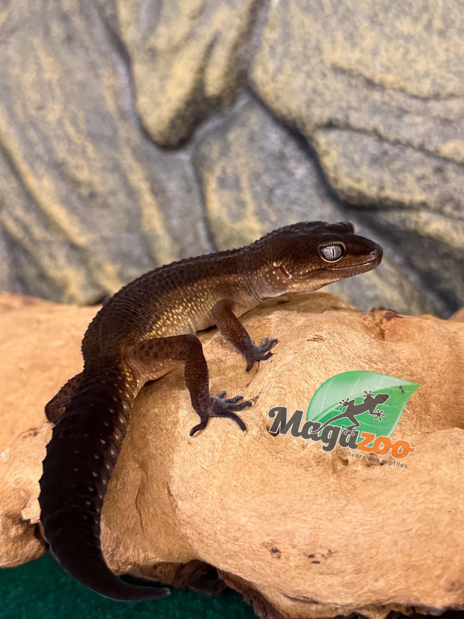 Magazoo Female Black Pearl Leopard Gecko 04/05/25 (SPECIAL ORDER)