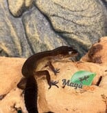 Magazoo Gecko léopard Black Pearl femelle 04/05/25  (EN COMMANDE SPÉCIAL)