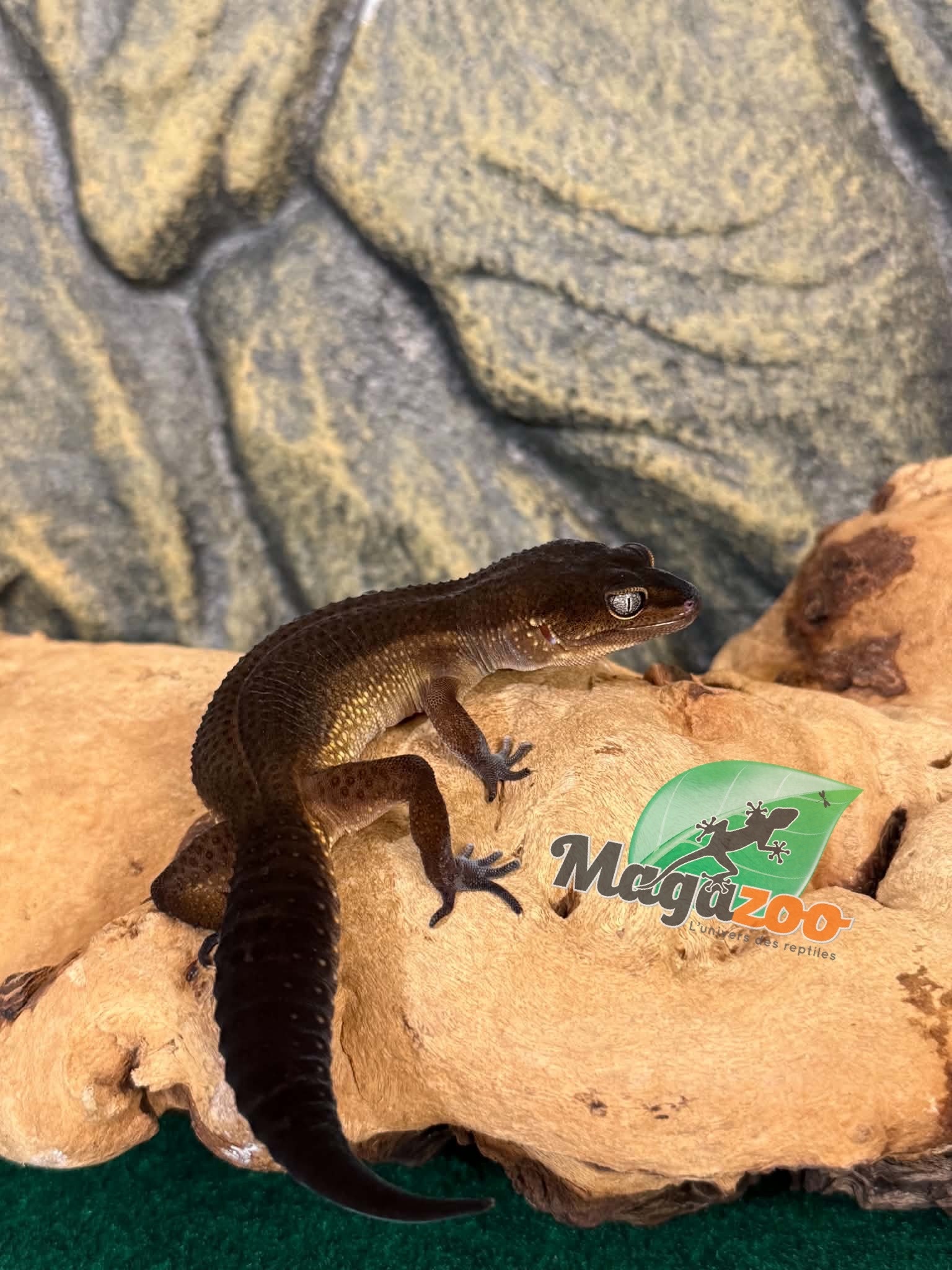 Magazoo Gecko léopard Black Pearl femelle 04/05/25  (EN COMMANDE SPÉCIAL)