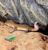Magazoo Gecko léopard Light Blacknight Mandarin femelle 27/03/26  (EN COMMANDE SPÉCIAL)